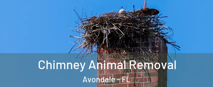 Chimney Animal Removal Avondale - FL