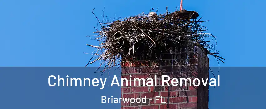 Chimney Animal Removal Briarwood - FL