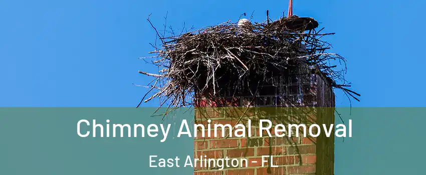 Chimney Animal Removal East Arlington - FL