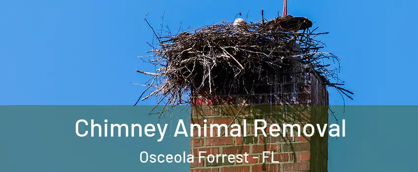 Chimney Animal Removal Osceola Forrest - FL