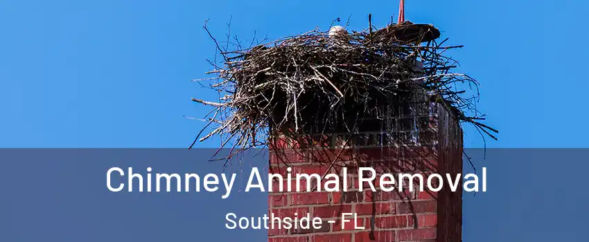 Chimney Animal Removal Southside - FL
