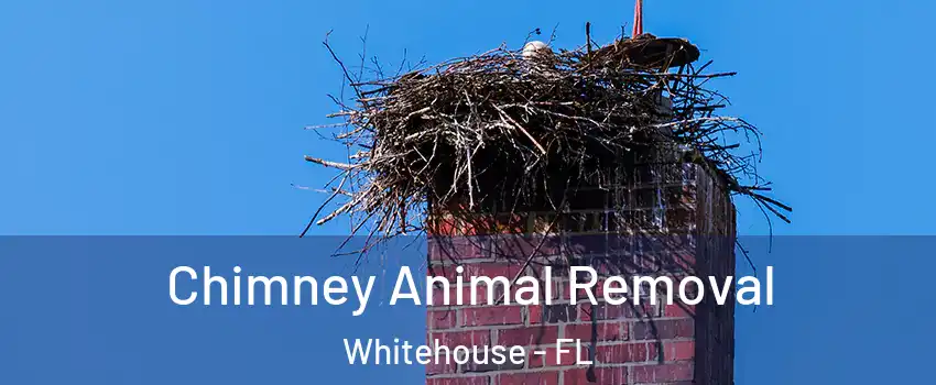 Chimney Animal Removal Whitehouse - FL
